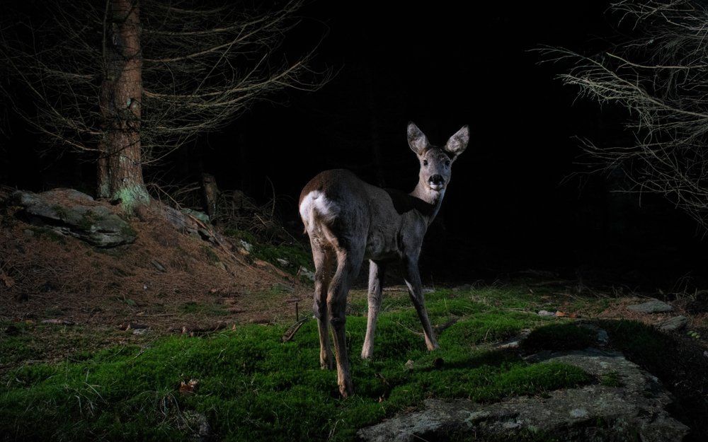Begegnungen mit Wildtieren sind nachts vorprogrammiert
