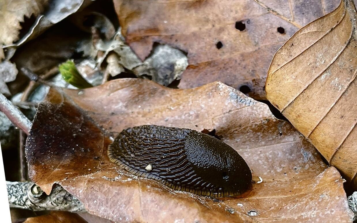 Die invasive Spanische Wegschnecke gefährdet einheimische Arten.