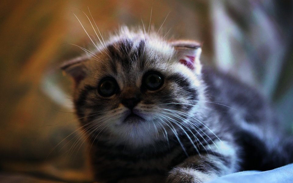 Scottish Fold