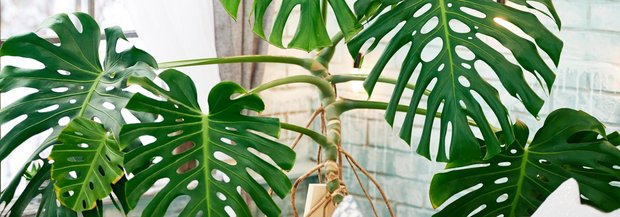 Monstera deliciosa