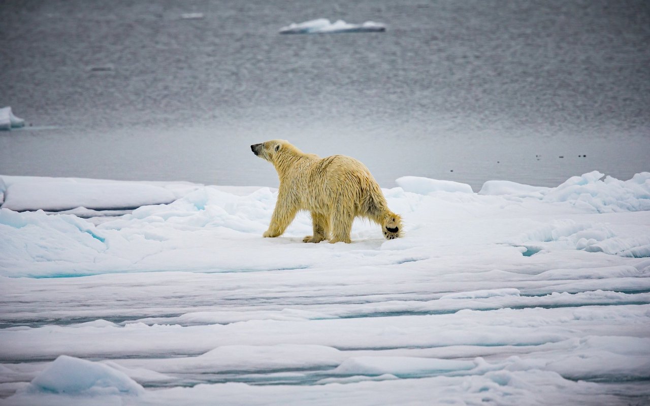 Eisbären laufen viel über Eisschichten. 