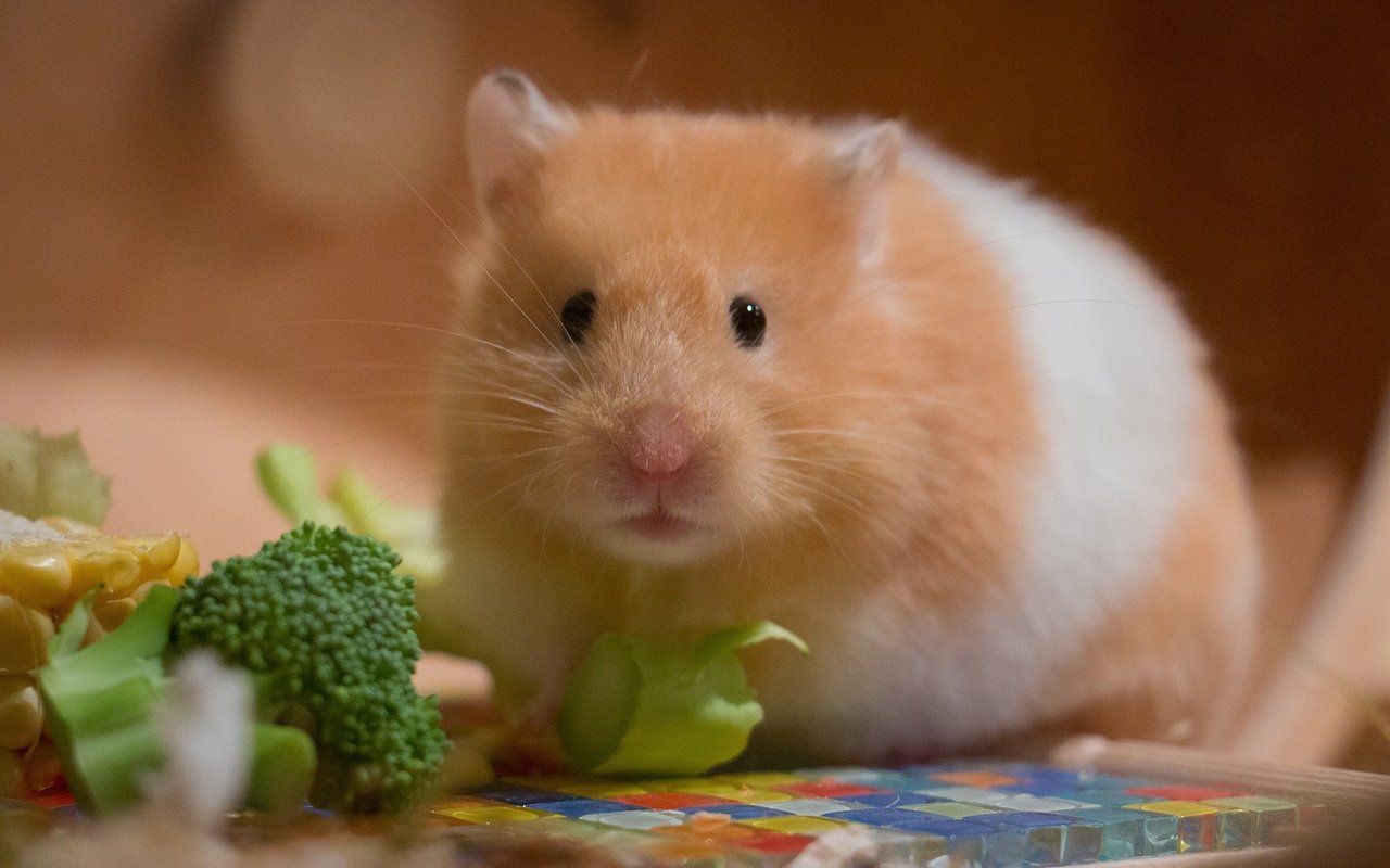 Der Goldhamster kommt ursprünglich aus den Wüstenregionen rund um Syrien.