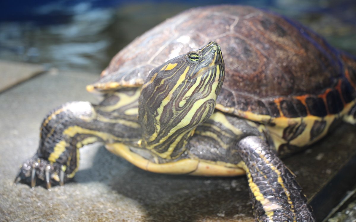 Im Centre Ems werden viele verschiedene Arten von Sumpfschildkröten aufgenommen, wie diese Schmuckschildkröte. 
