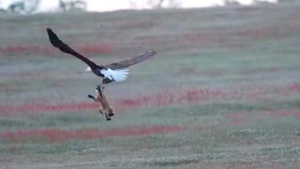 Fuchs Adler Kaninchen