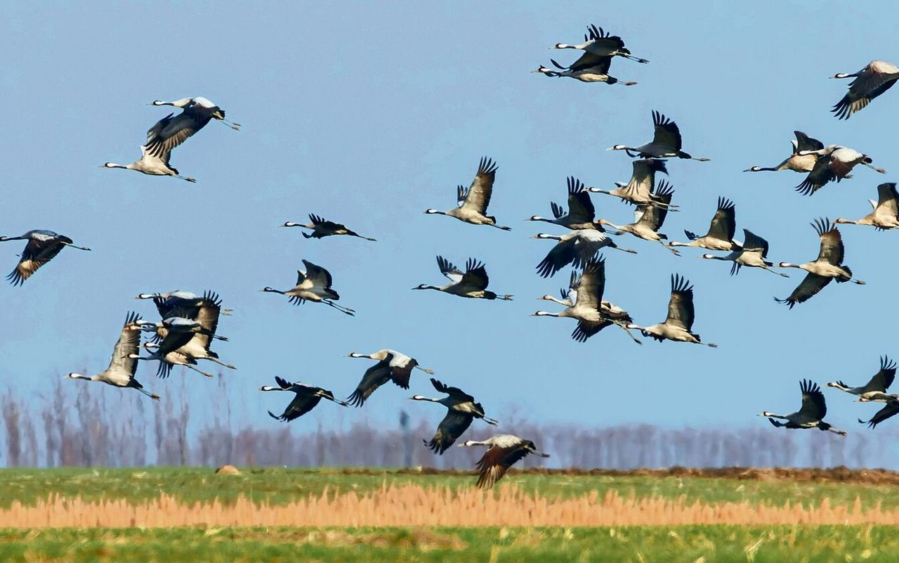 Kraniche fliegen über ein Feld.