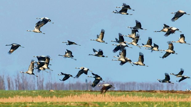 fliegen über ein Feld.