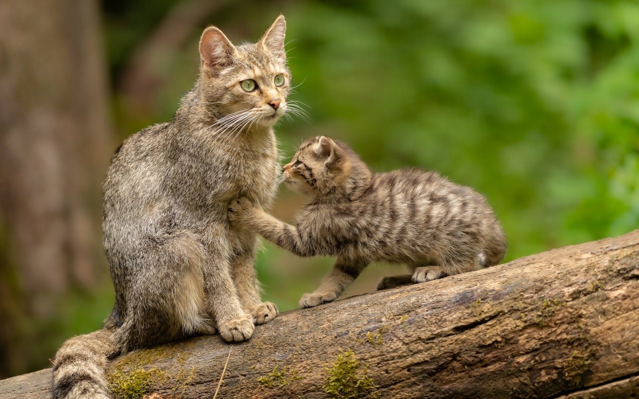 Ab einem Alter von rund fünf Wochen kosten die jungen Wildkatzen erste Fleischbrocken.