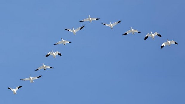 Schneegänse auf dem Weg in den Süden