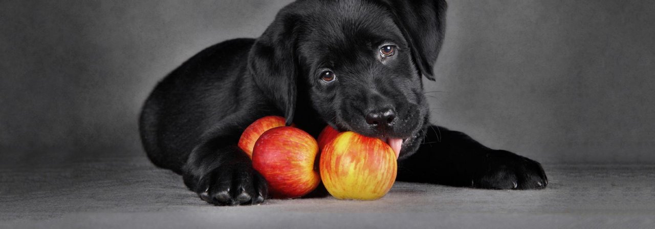 Auch Hunde mögen Superfood.