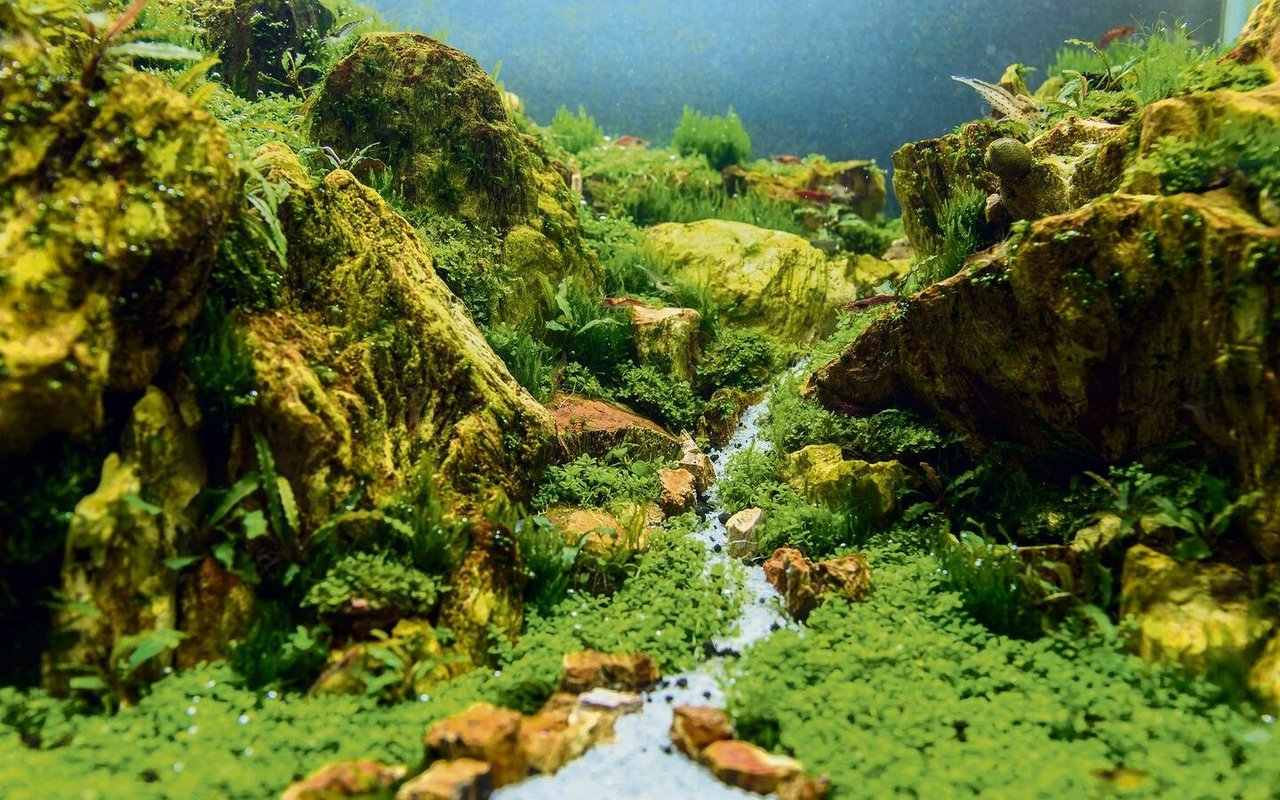 Wenige Wasserpflanzen in Kombination mit Steinen vermitteln den verblüffenden Eindruck eines Bergtals unter Wasser. 
