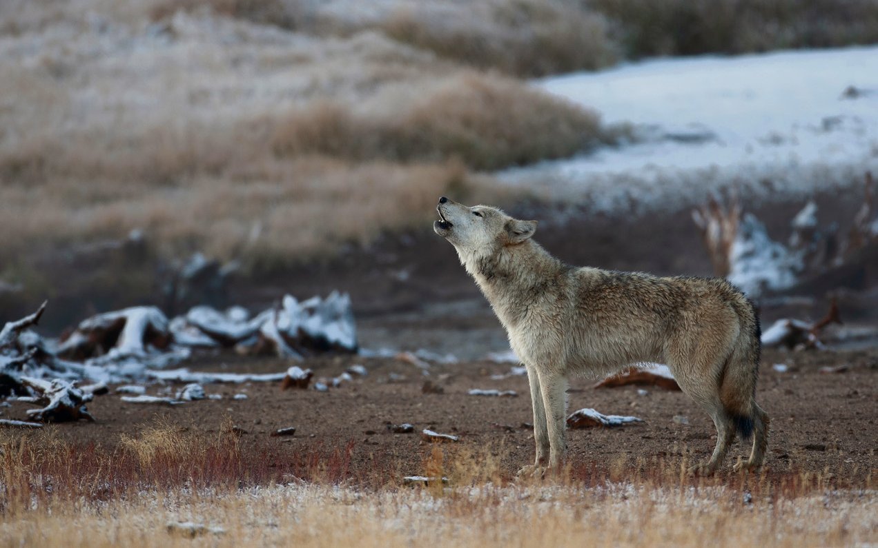 Das Heulen hilft den Wölfen Bewegungen abzustimmen und Rudelmitglieder zu finden.