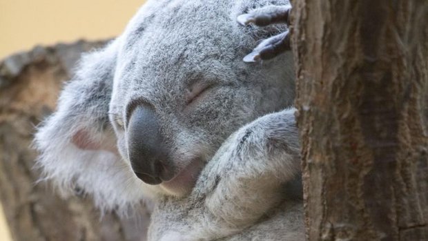 Koala_on_a_tree_copy-mark-probst-bysa.jpg