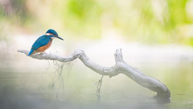 Eisvogel am Wasser