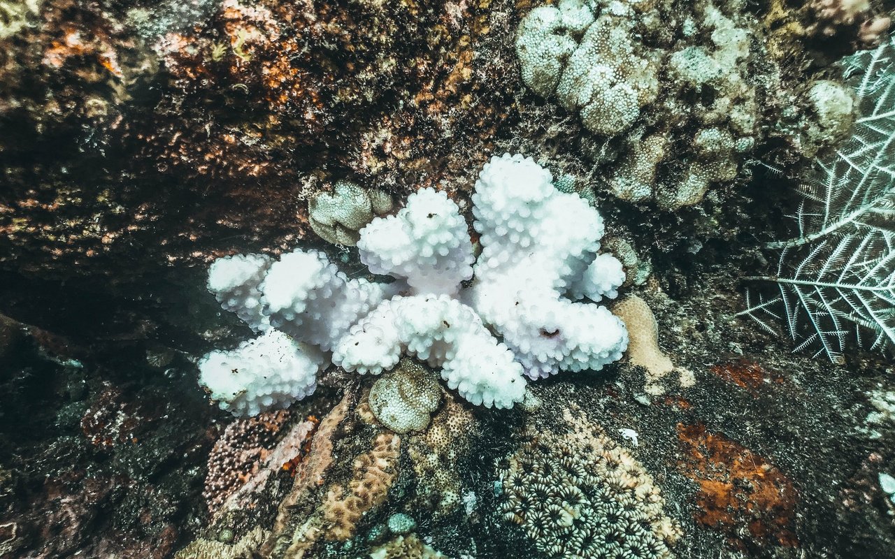Wenn Korallen ausbleichen bleibt nur noch das weisse Skelett der Lebewesen zurück.