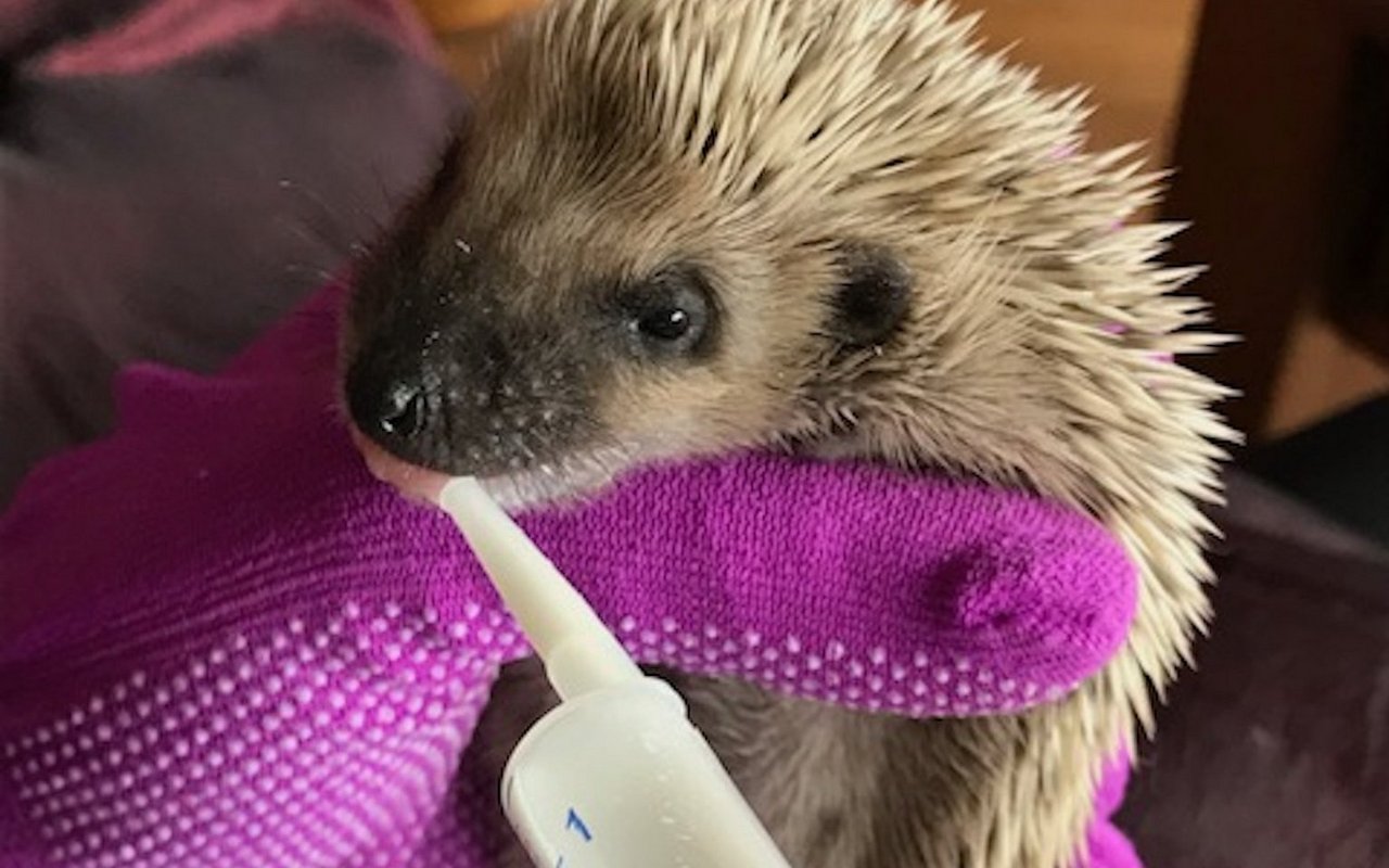 Einige der Igel kommen unterernährt in die Station und werden aufgepäppelt.