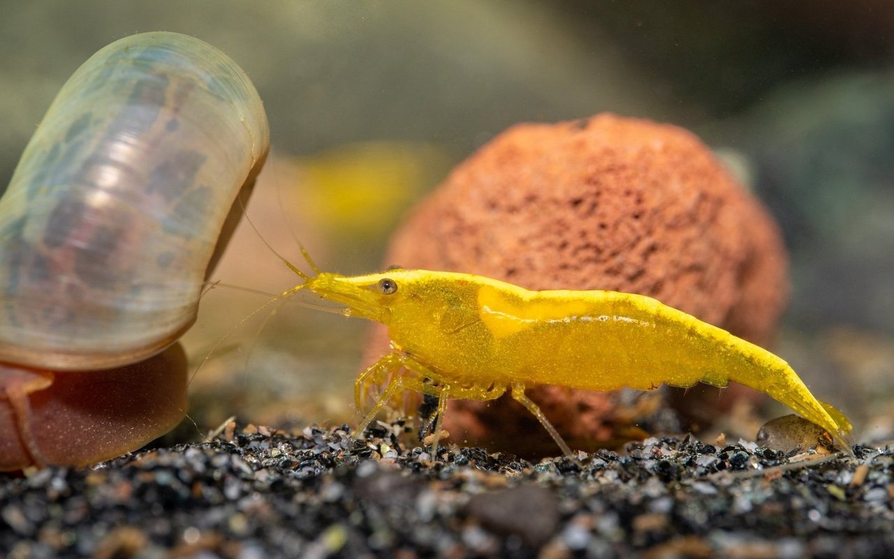 Die Vergesellschaftung von Garnelen und Schnecken funktioniert im Nano-Aquarium sehr gut. 