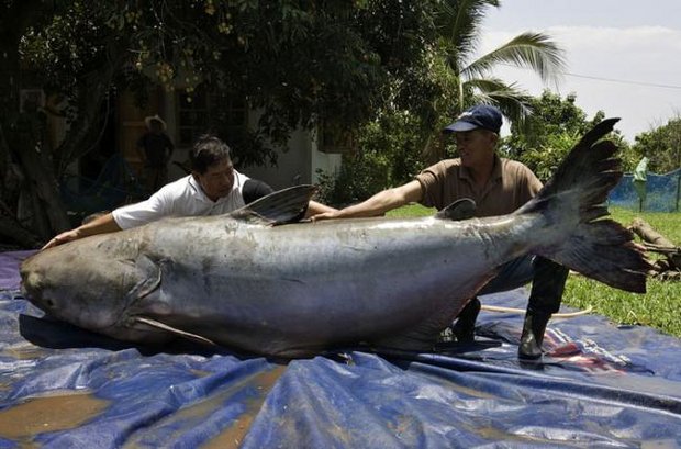 1mekong_riesenwels_wwf.jpg