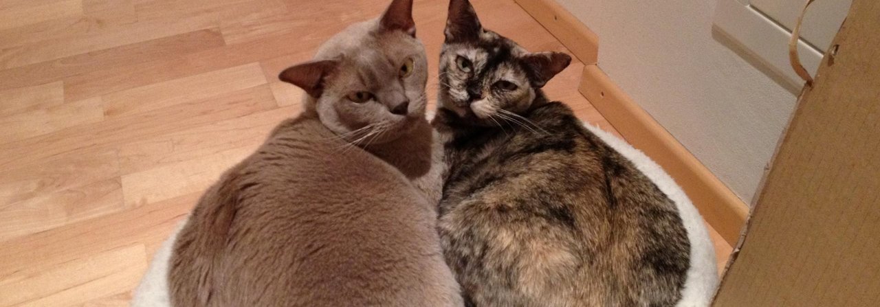 Burma-Kater Rizzi (l.) und Burma-Katze Pixie kuscheln gerne.