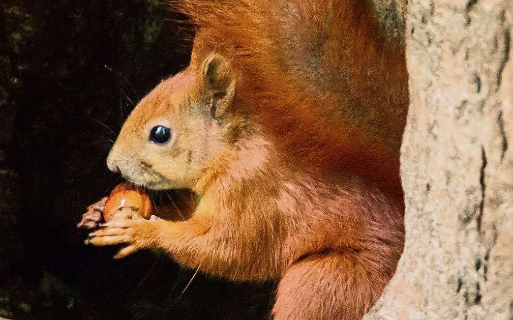 Für die kalten Tage legen Eichhörnchen einen Vorrat an.