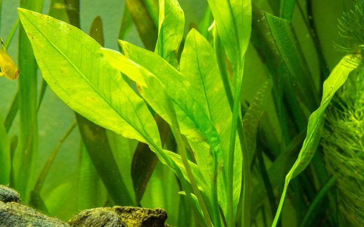 Amazonas-Schwertpflanzen oder Echinodorus-Arten können als Solitärpflanzen eingesetzt werden. 