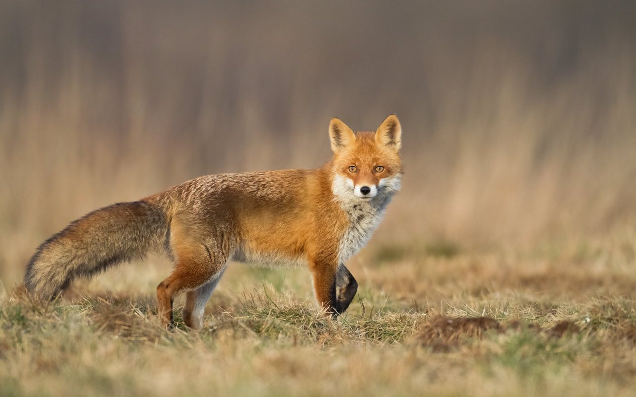 Die Fellfärbung des Fuchses in Europa variiert stark je nach Verbreitungsgebiet und Jahreszeit.