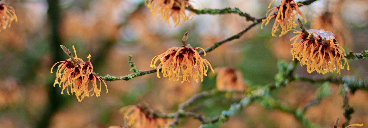 Die Zaubernuss entfaltet bereits im Winter ihre leuchtenden Blüten.