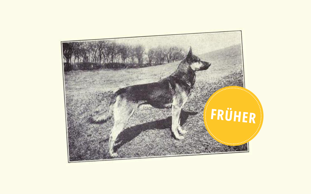 Auch der Deutsche Schäferhund war früher kleiner und schlanker.