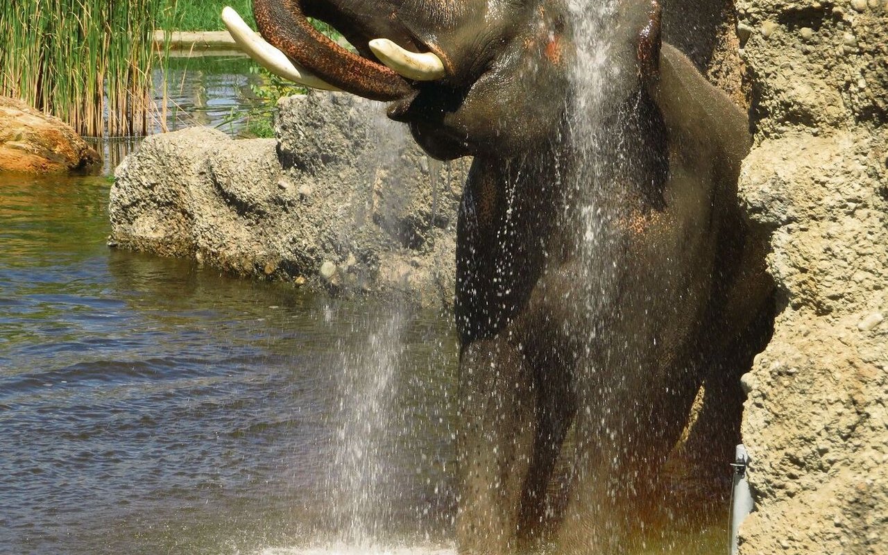 Statt des Elefantenreitens will Knies Kinderzoo mit naturnahen Erlebnissen das Publikum für die Tiere sensibilisieren. 