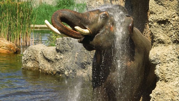 Statt des Elefantenreitens will Knies Kinderzoo mit naturnahen Erlebnissen das Publikum für die Tiere sensibilisieren. 