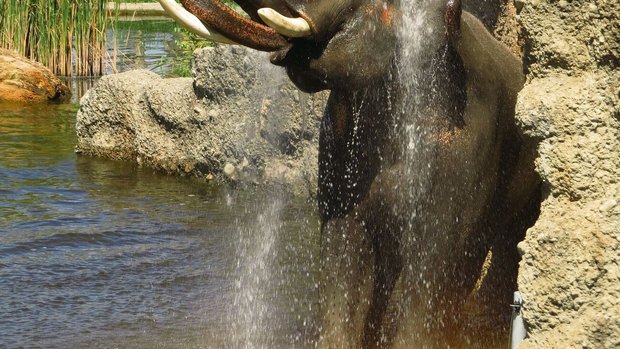 Statt des Elefantenreitens will Knies Kinderzoo mit naturnahen Erlebnissen das Publikum für die Tiere sensibilisieren. 