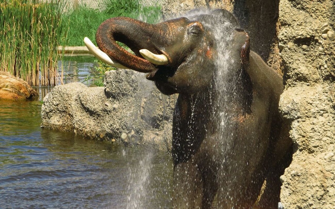 Statt des Elefantenreitens will Knies Kinderzoo mit naturnahen Erlebnissen das Publikum für die Tiere sensibilisieren. 