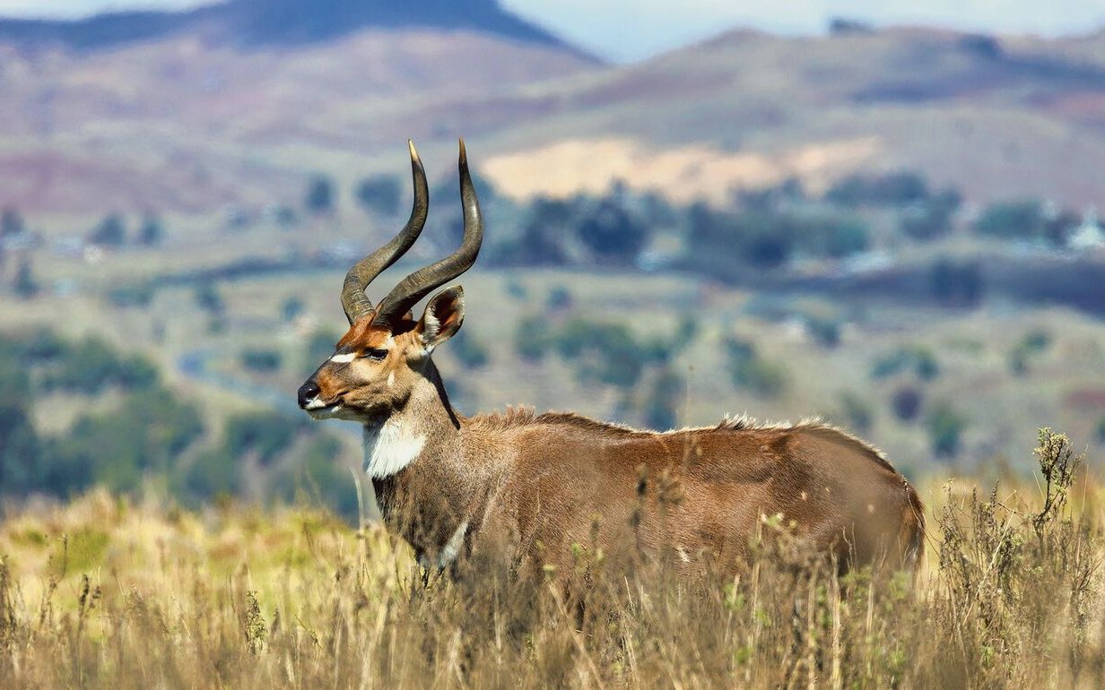 Ein Bergnyala-Bock in der kargen Vegetation der Bale-Berge. 