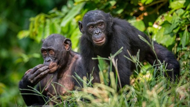 Zwei Bonobos