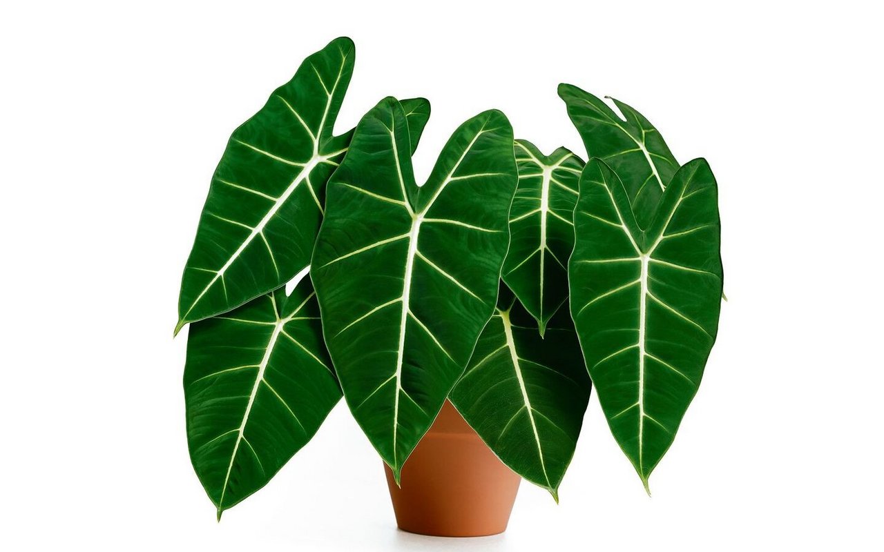  Die Alocasia micholitziana stammt von der Insel Luzon, wird heute weltweit für den Handel angebaut und ist sehr beliebt. 