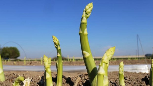 Spargel