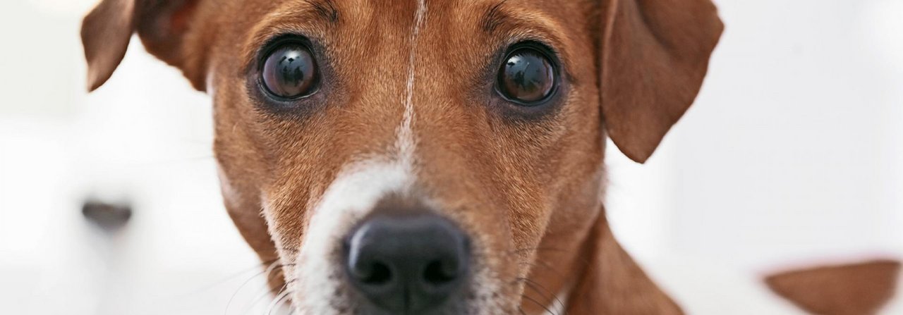 Traumatische Erlebnisse können auch bei Hunden zu Depressionen führen.