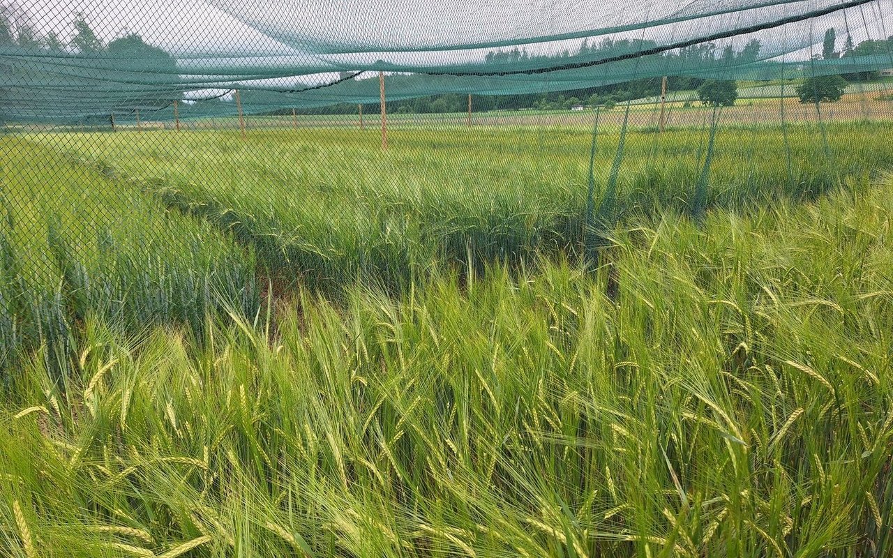 Die Protected Site von Agroscope in Reckenholz: Netze verhindern, dass Vögel GVP-Gerste verbreiten. Die Pflanzen ausserhalb der Netze wurden nicht gentechnisch verändert.
