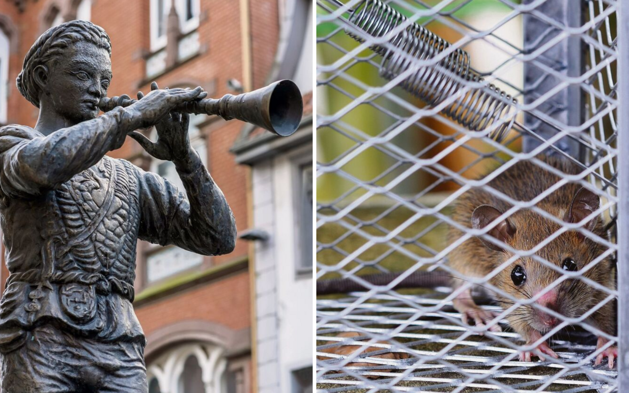 Rattenfänger wie der berühmte von Hameln boten Städten ihre Dienste an. Doch die klugen Nager sind nicht einfach zu fangen.