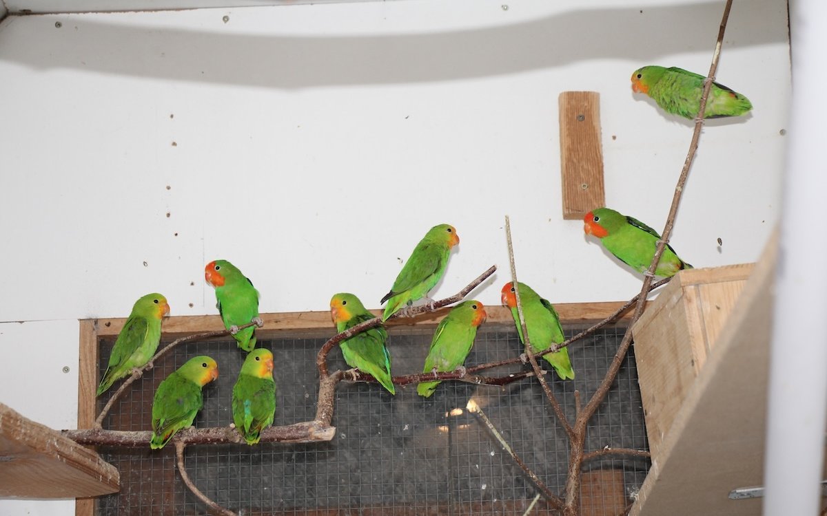 Dem Züchter Renzo Kunz aus Kriens gelang nach jahrelangem Pröbeln und Beobachten die Zucht der heiklen Orangeköpfchen. 