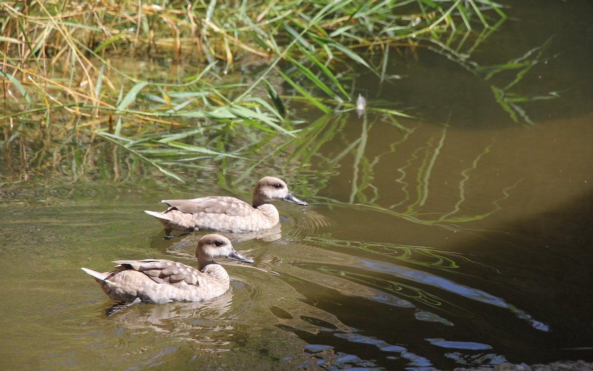 Zwei Marmelenten schwimmen im Teich in der begehbaren Waldrappvoliere. 