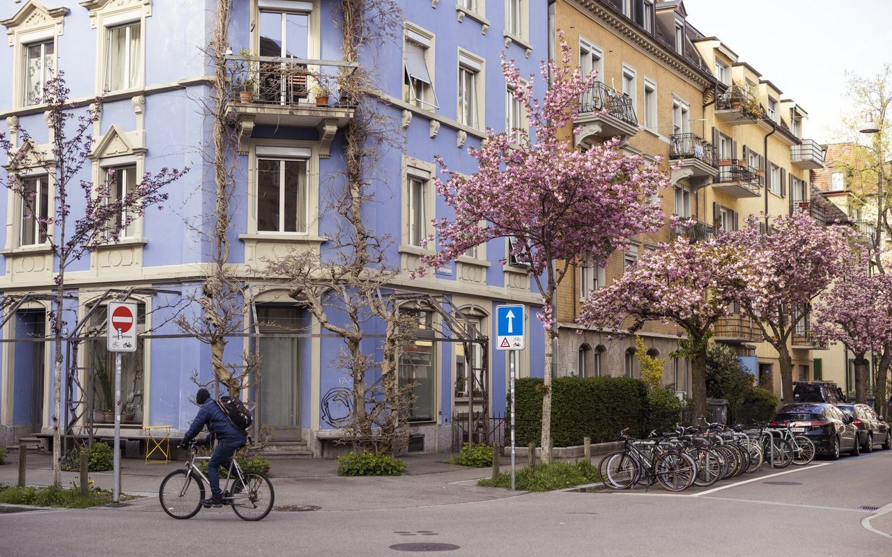 In Zürich gibt es wunderschöne Kirschblütenalleen zu bestaunen.