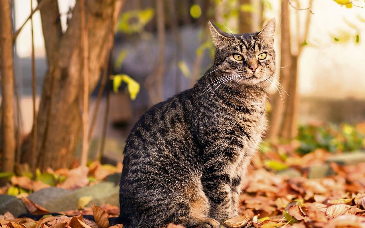 Der Schwanz von Hauskatzen ist oft dünner und spitz zulaufend, die Fellzeichnung deutlicher und der Aalstrich reicht, wenn überhaupt vorhanden, bis zur Schwanzspitze.