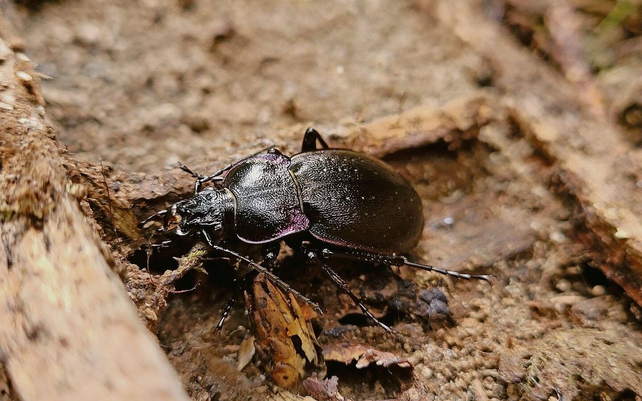 Ein Hainlaufkäfer.