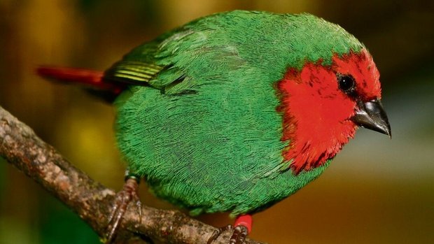 Rotkopf-Papageiamadinen fühlen sich in einer Regenwaldvoliere wohl. 