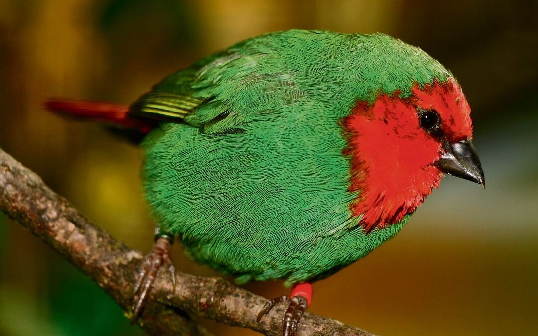 Rotkopf-Papageiamadinen fühlen sich in einer Regenwaldvoliere wohl. 