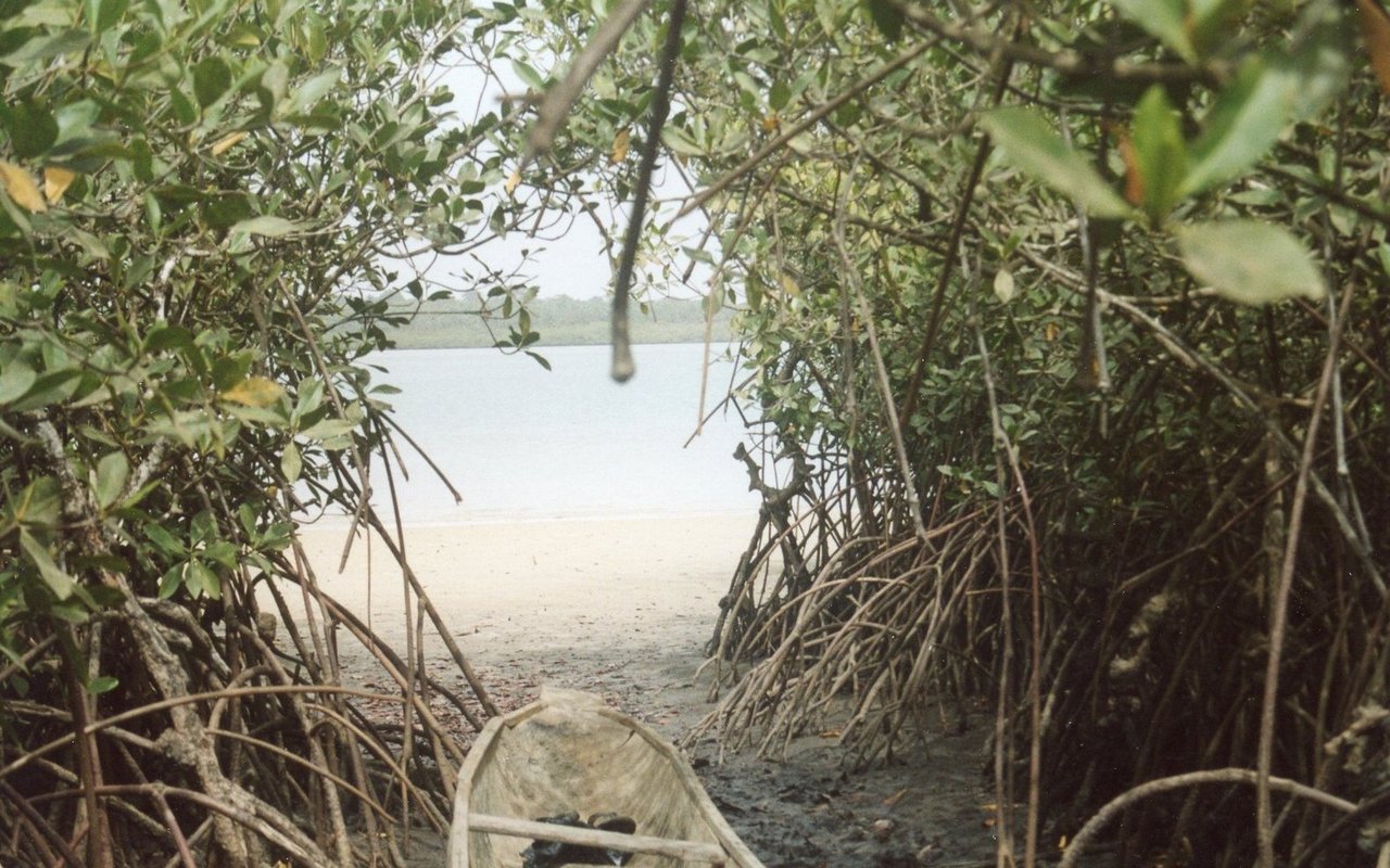 Mangrovenpflanzen, wie hier rund um die Bijagos-Inseln vor der Küste Guniea-Bissaus in Westafrika, stützen sich mit ihren Stelzwurzeln ab. 