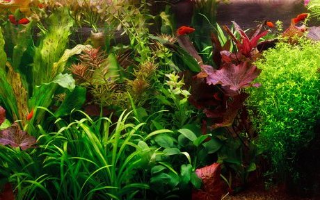 Ein Aquarium mit einem solch üppigen und vielfältigen Wuchs von Wasserpflanzen wirkt märchenhaft. 