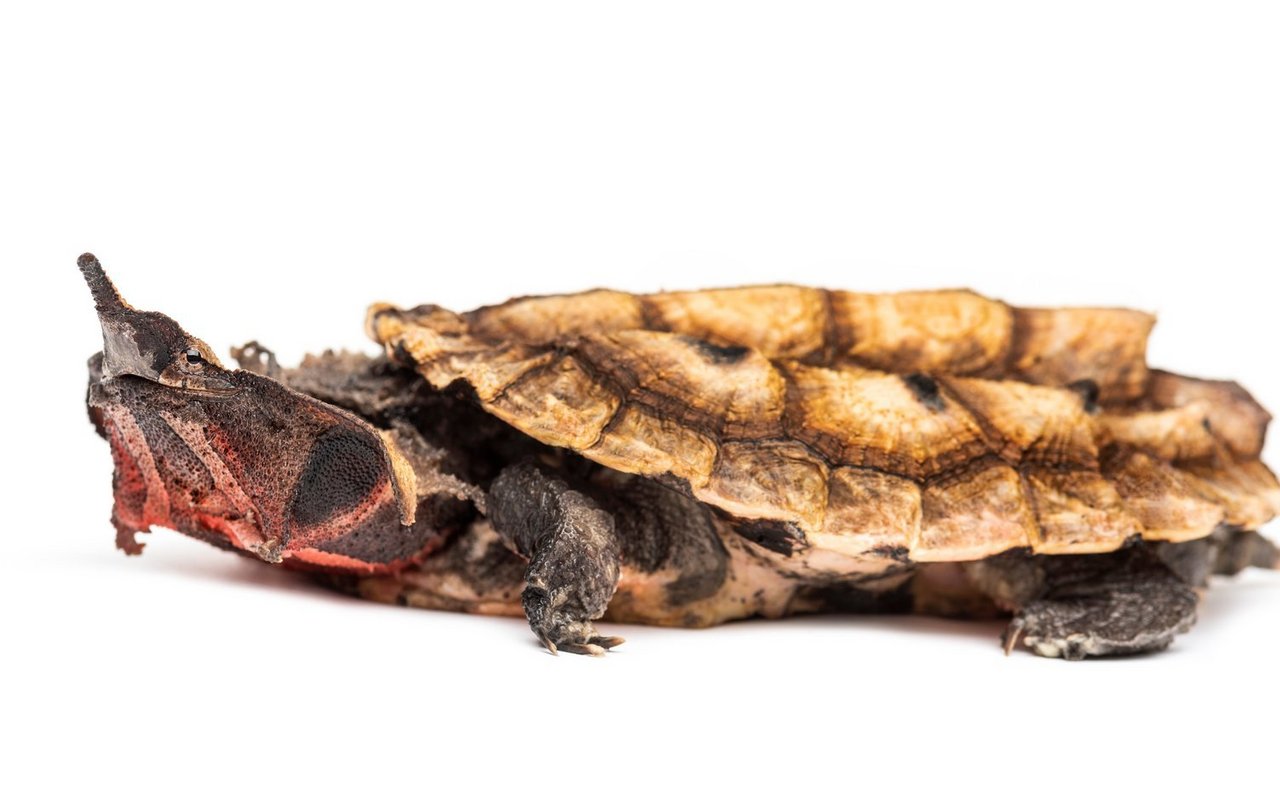 Fransenschildkröten sind in der Dämmerung aktiv. 