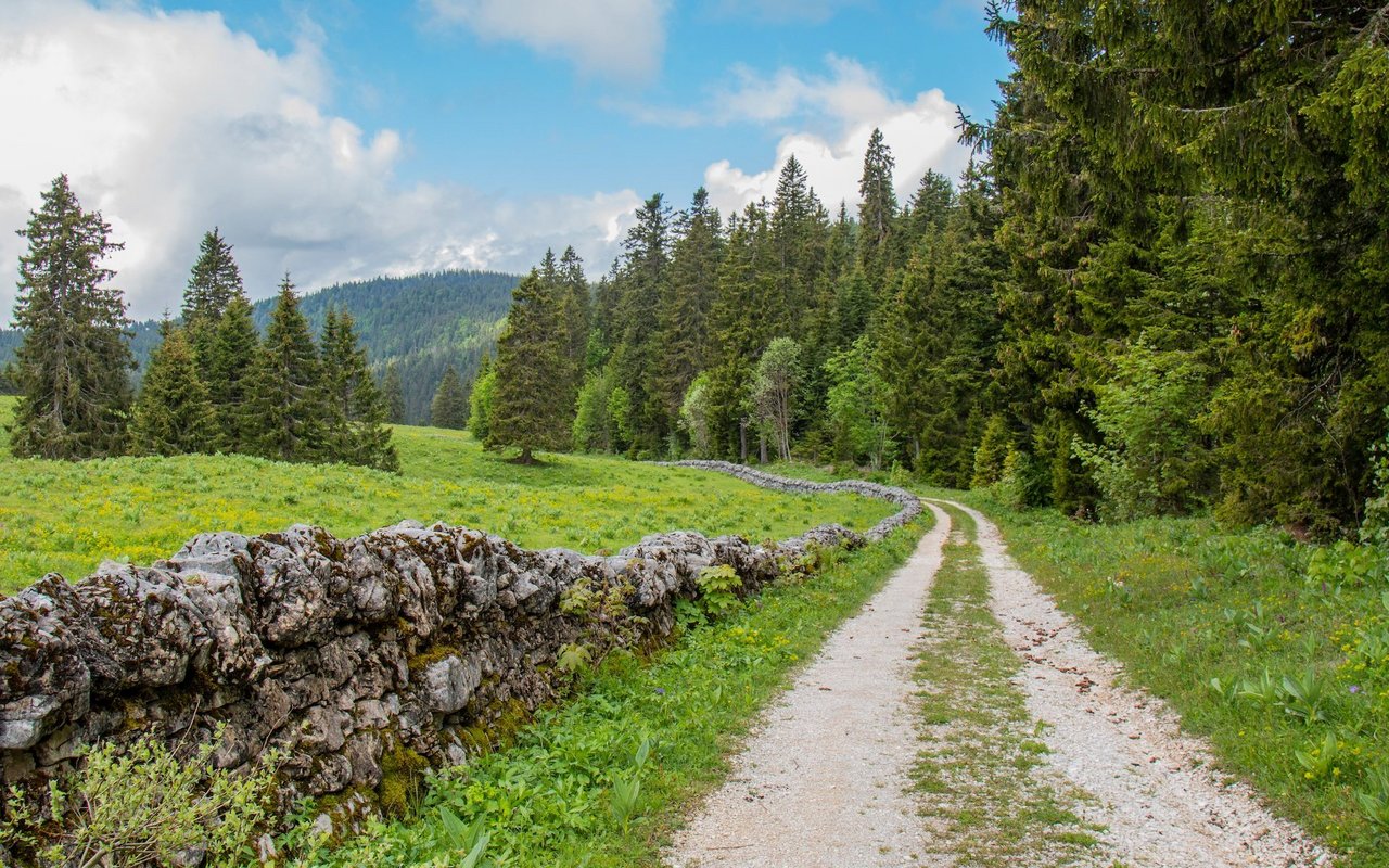 Die Jura-Route führt über einsame, tannenbestandene Hochebenen. 