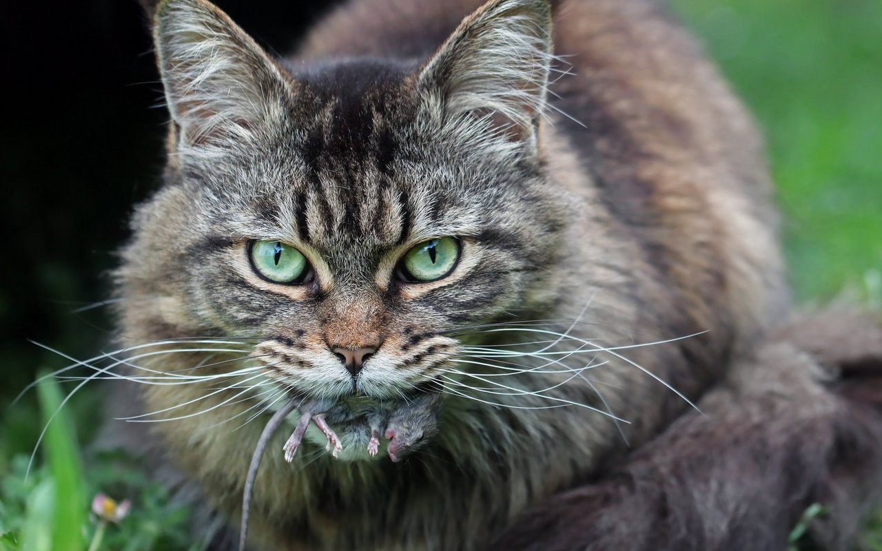 Freigänger-Katzen, aber auch jagende Hunde, haben ein erhöhtes Infektionsrisiko mit Bandwürmern.